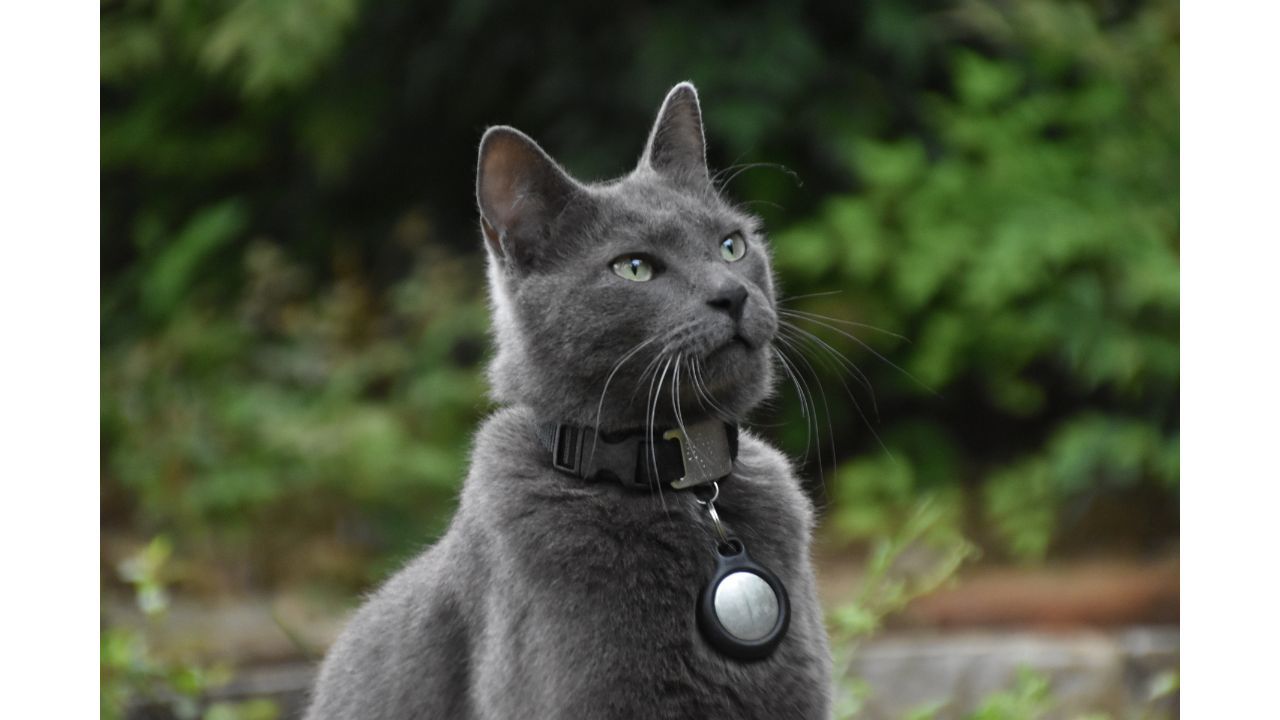 Best Cat Camera Collar