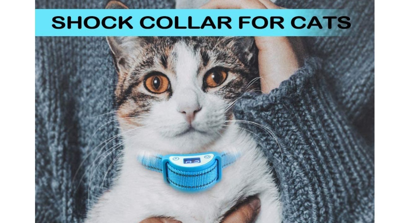 cat shcok collar