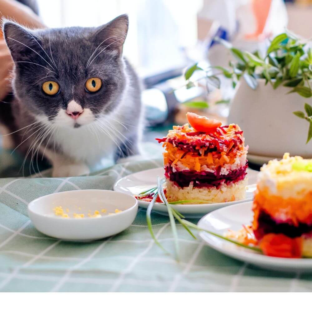 Feline Nutrition Can Cats Eat Chocolate 