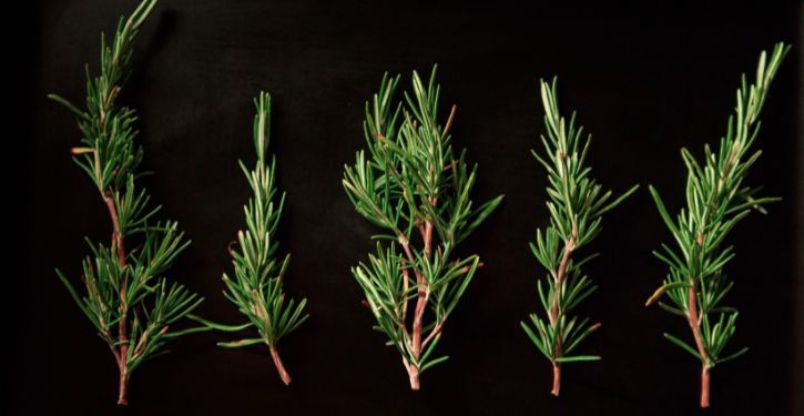 Making Rosemary Water for Hair