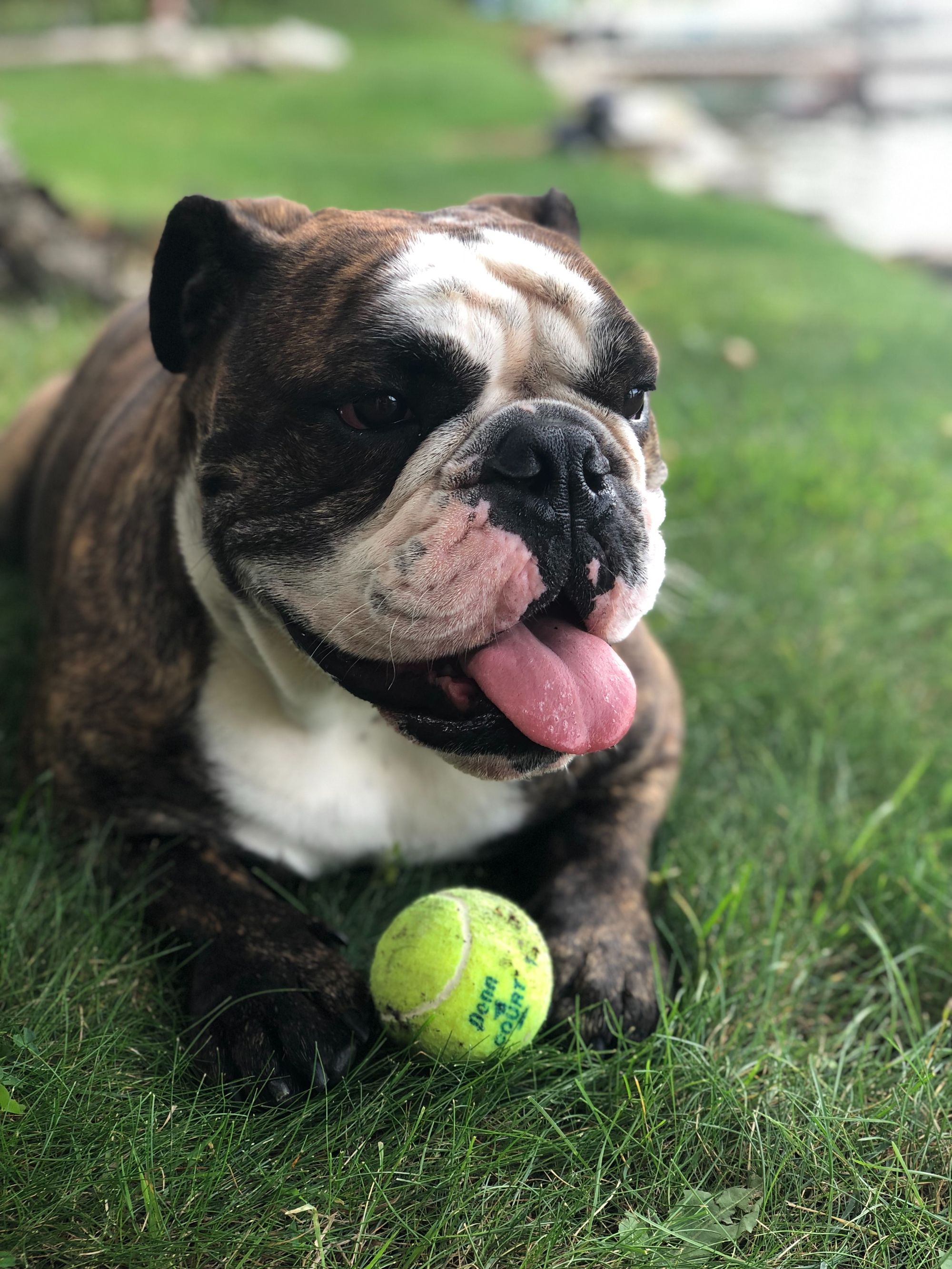 Why Do Dogs Love Tennis Balls?