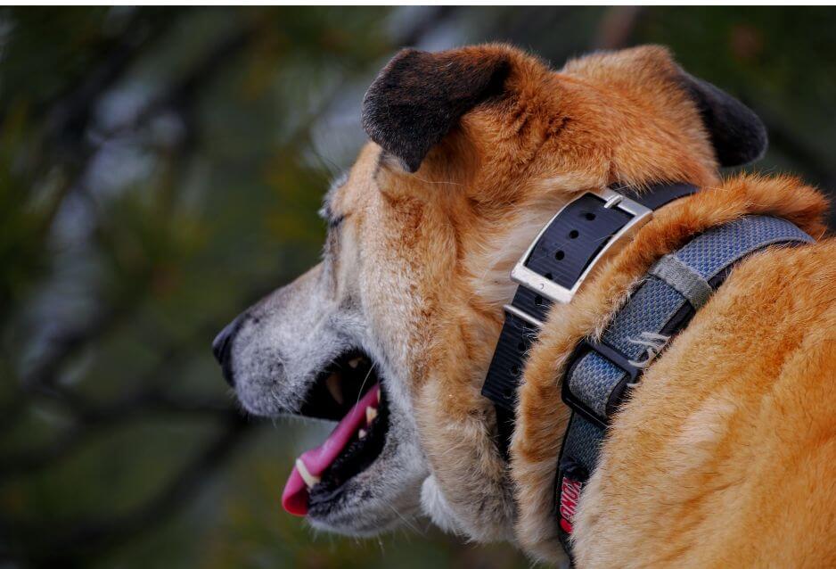 What Kind Of Collar Is Best For Your Dog?