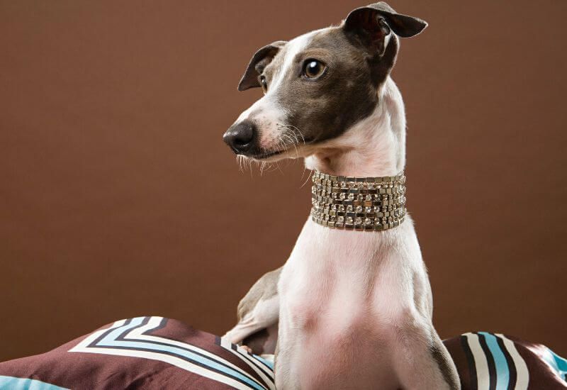Diamond Dog Collar