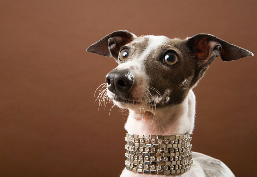 Diamond Dog Collar