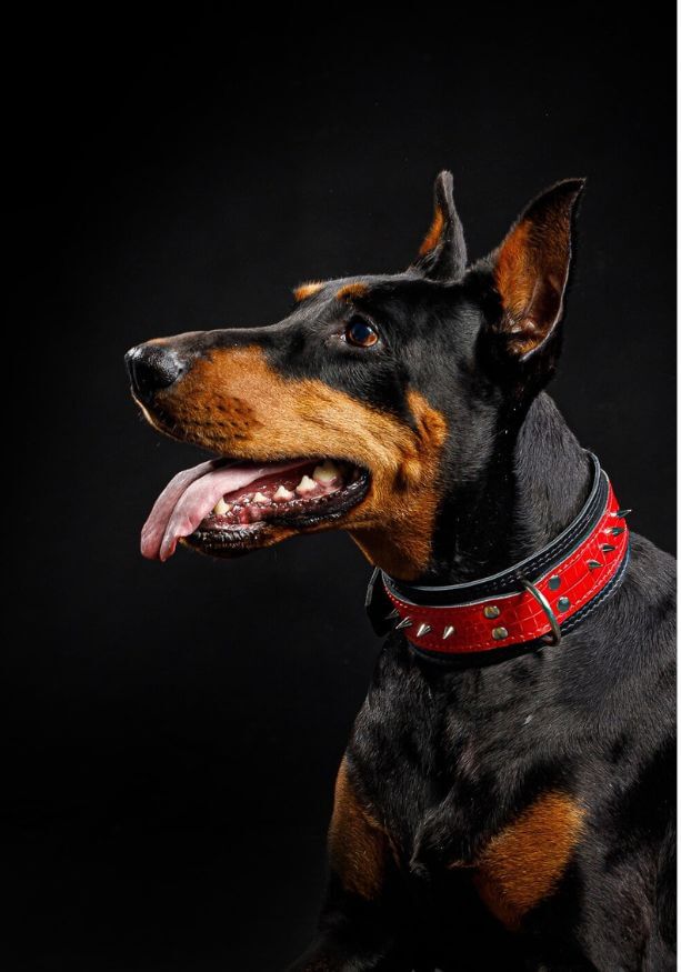 Doberman with red spiked collar
