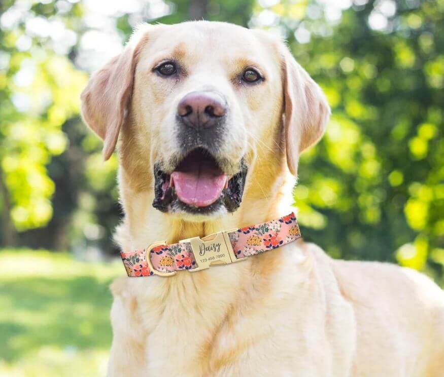 Flower Dog Collar