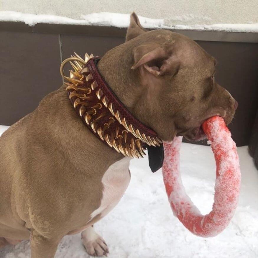 Brown pitbull with gold spiked leather collar with red ring in his mouth
