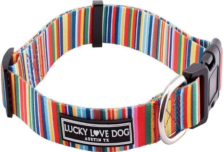 What Kind Of Collar Is Best For Your Dog?