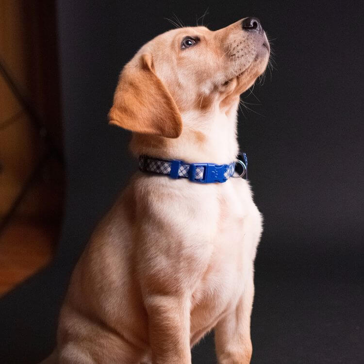 Shock collar for small dog
