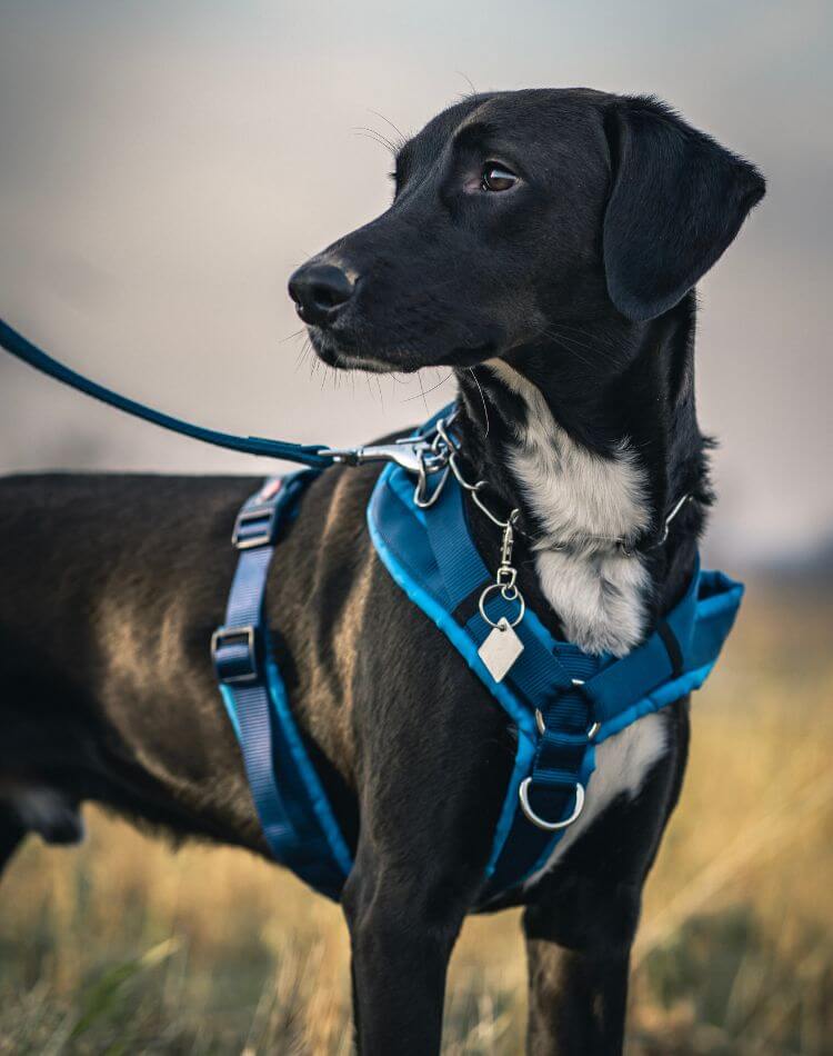 Is It Better to Walk a Dog with a Harness or Collar?
