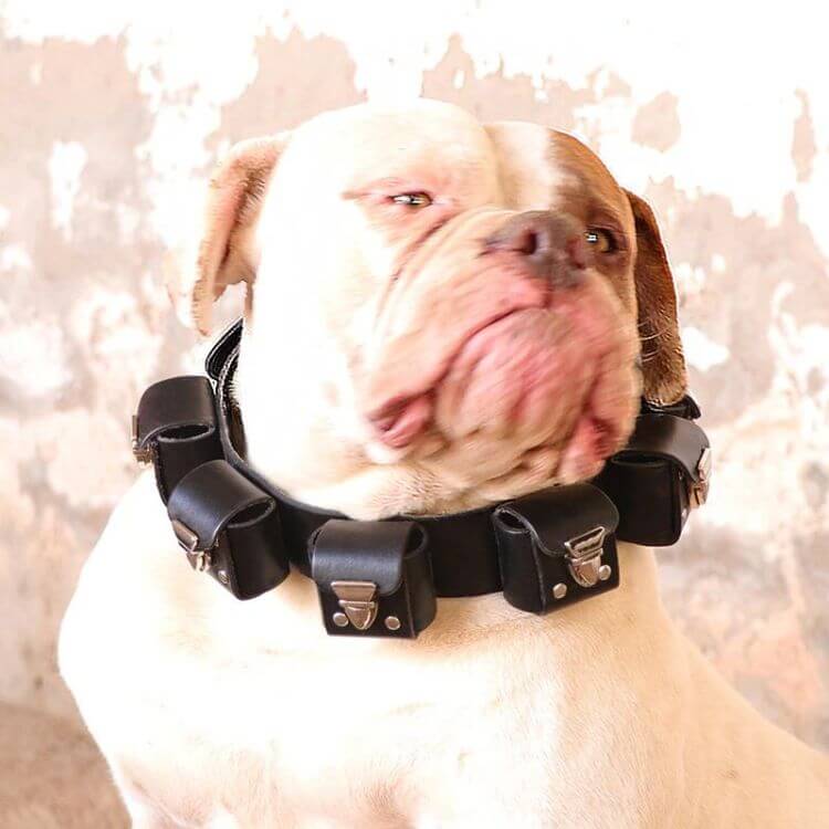 Weighted Dog Collar