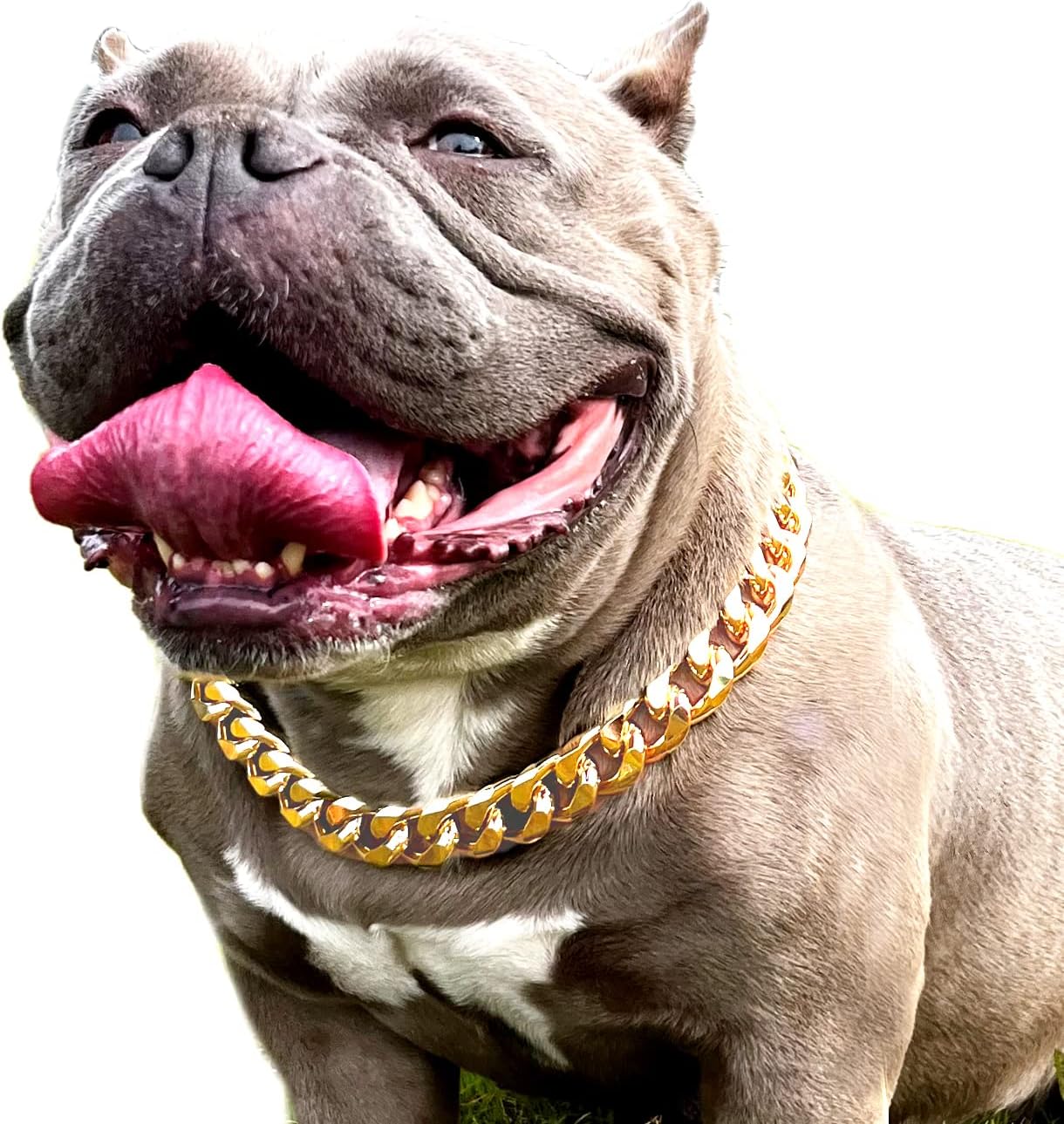 Bulldog tongue out wearing a thick gold dog chain