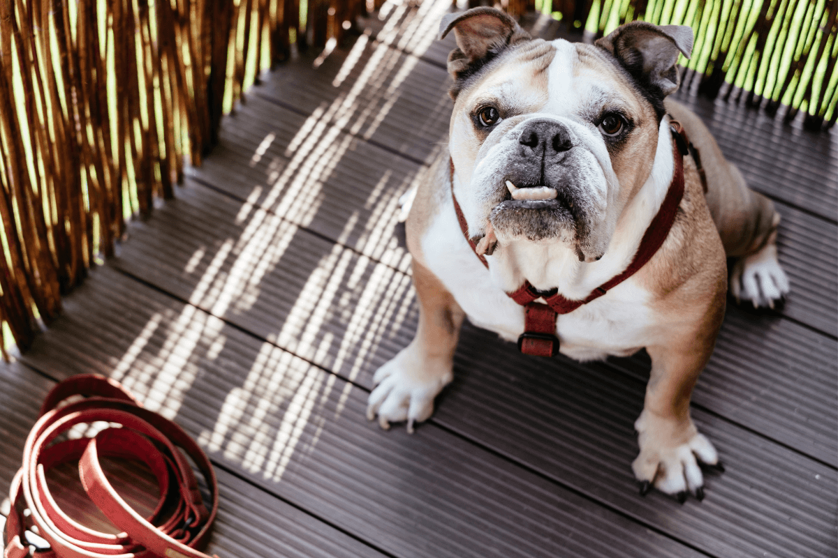 Bulldog sitting on porch with leather harness