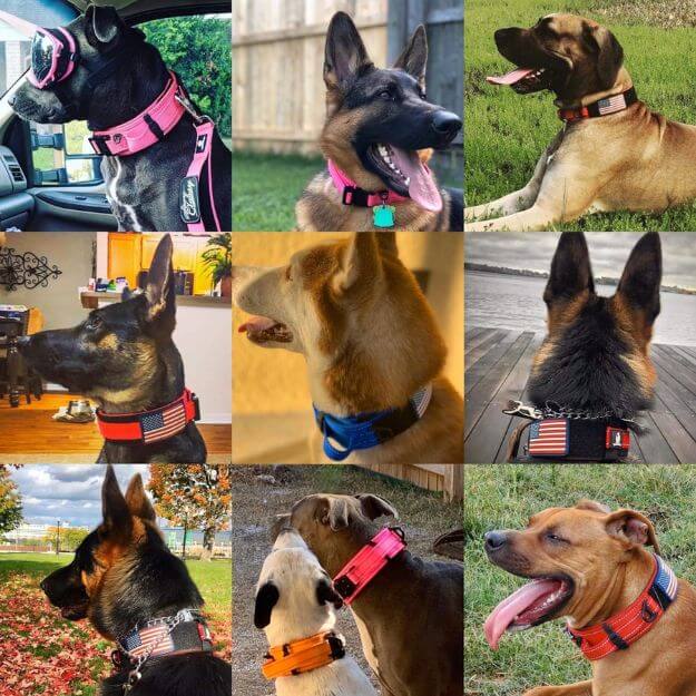 nine images of dogs with variety of colored wide dog collars