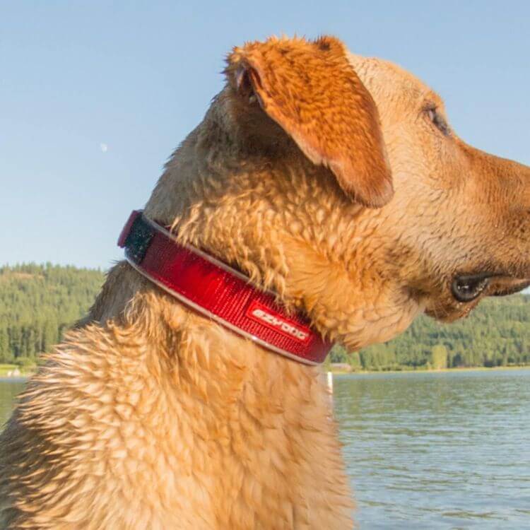 yellow lab at a lake with red wide dog collar