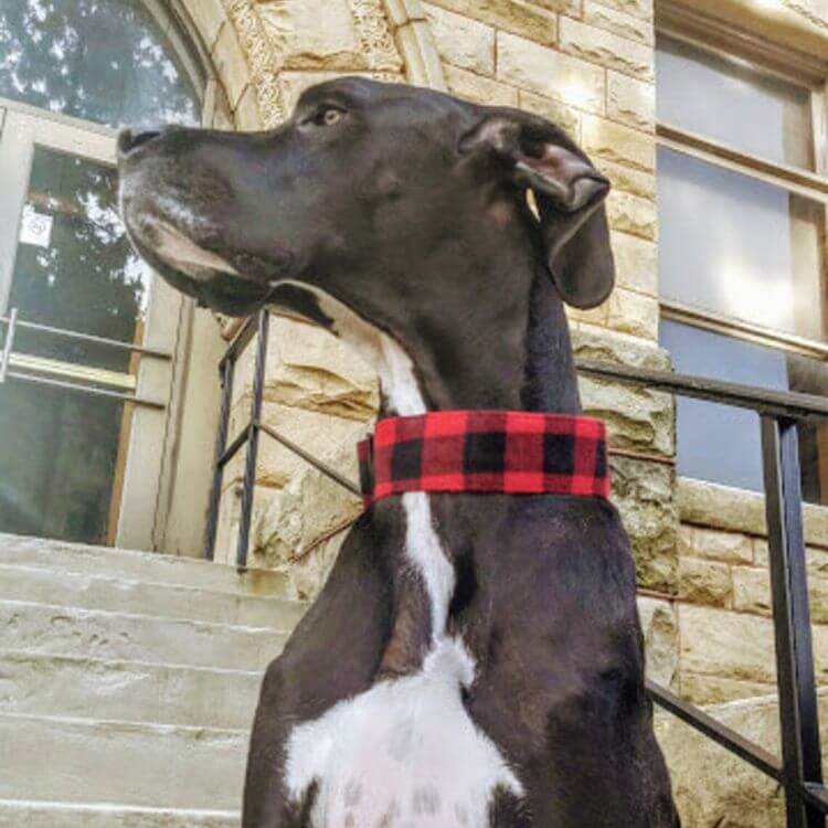 great dane with red and black wide dog collar