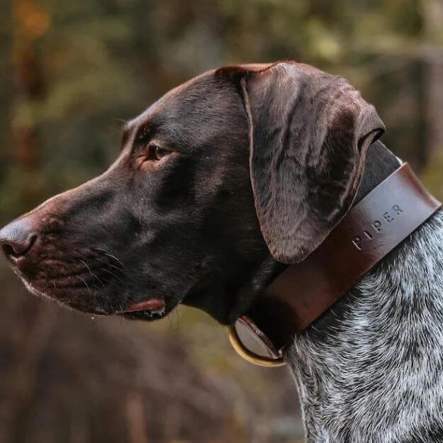 salt and pepper dog with piper embossed on brown leather dog collar