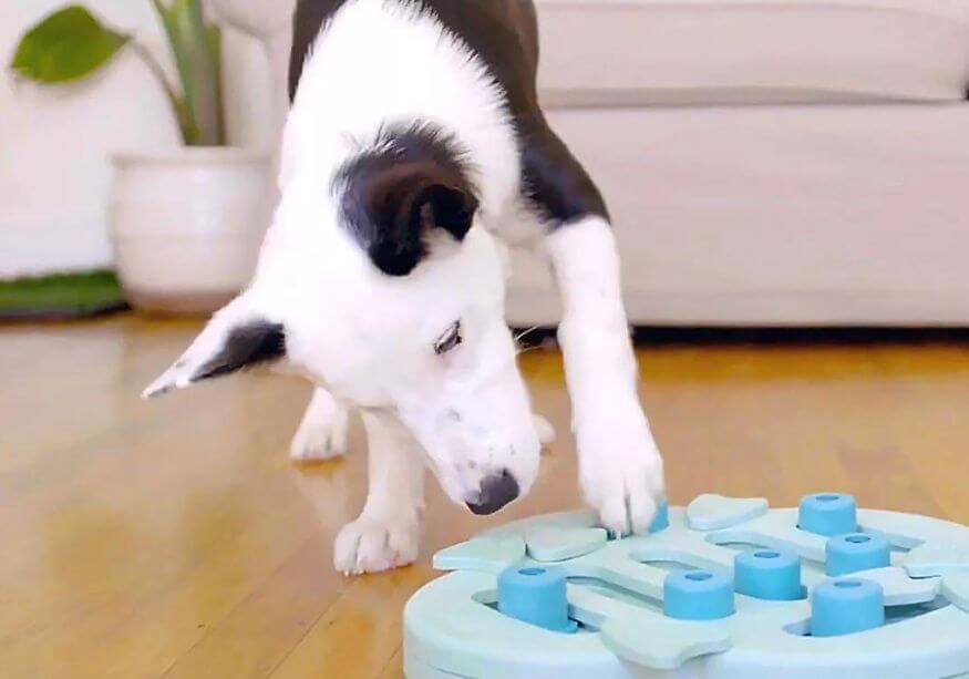 black and white dog playing with blue puzzle feeder