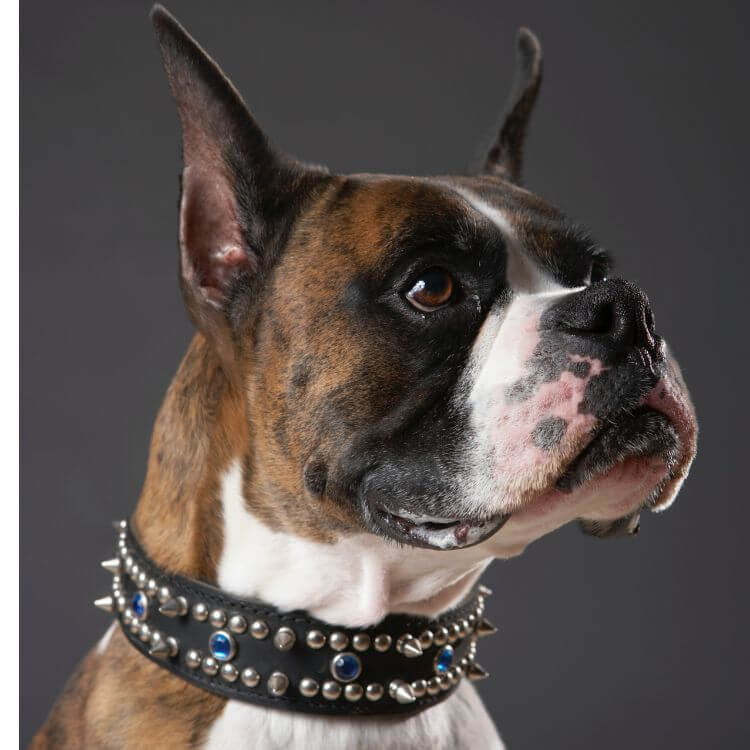 Boxer with studed black leathe wide collar