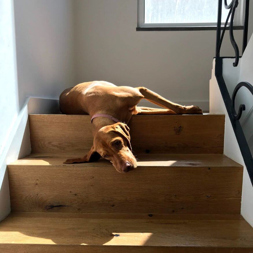 large brown hound laying on wooden stair case