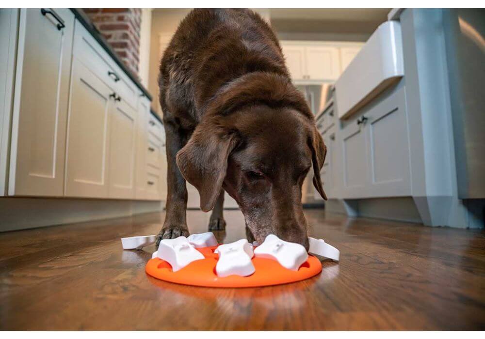 Lab in kitchen eating from dog puzzle feeder