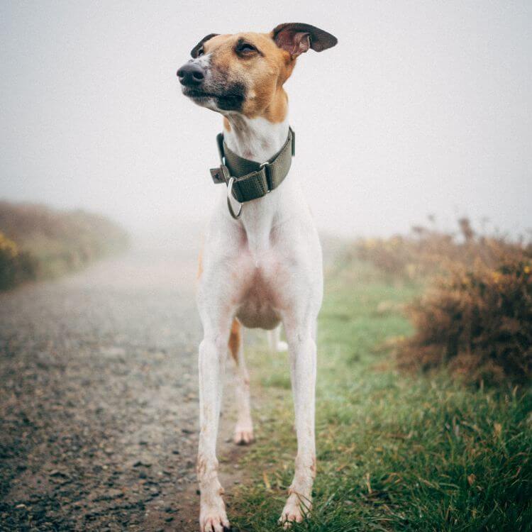 white dog on road with wide dog collar