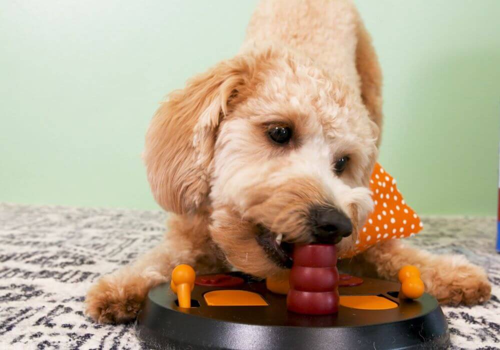doodle dog chewing on puzzle feeder