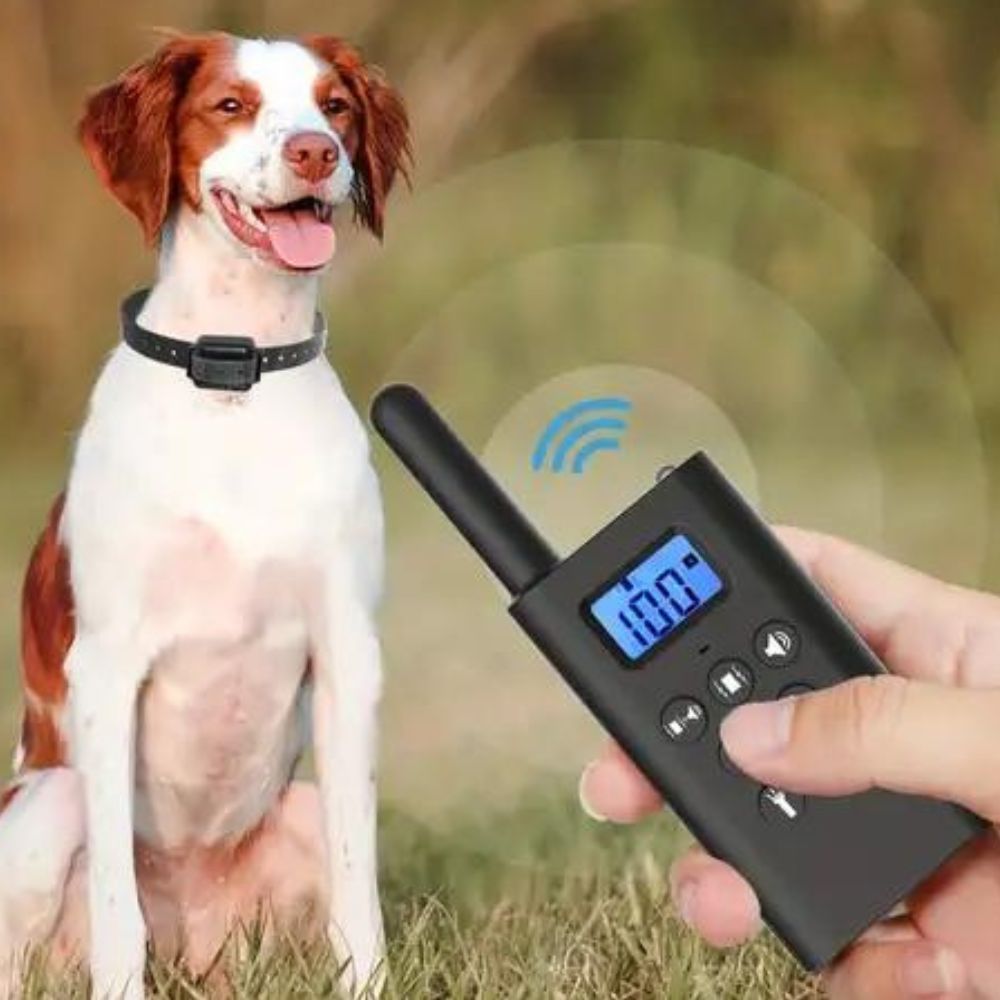 remote dog training with collar