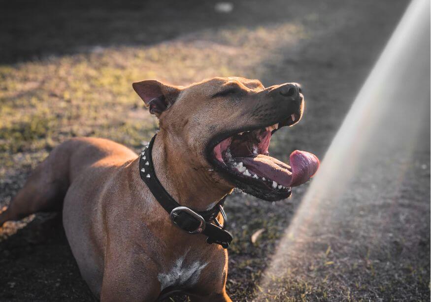 brown dog yawning with wide stud collar