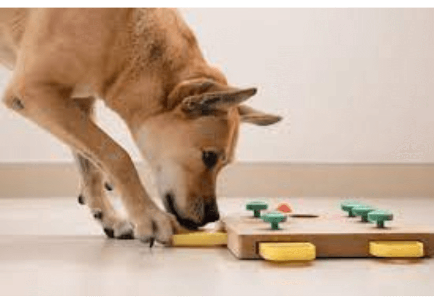 brown dog solving dog puzzle feeder