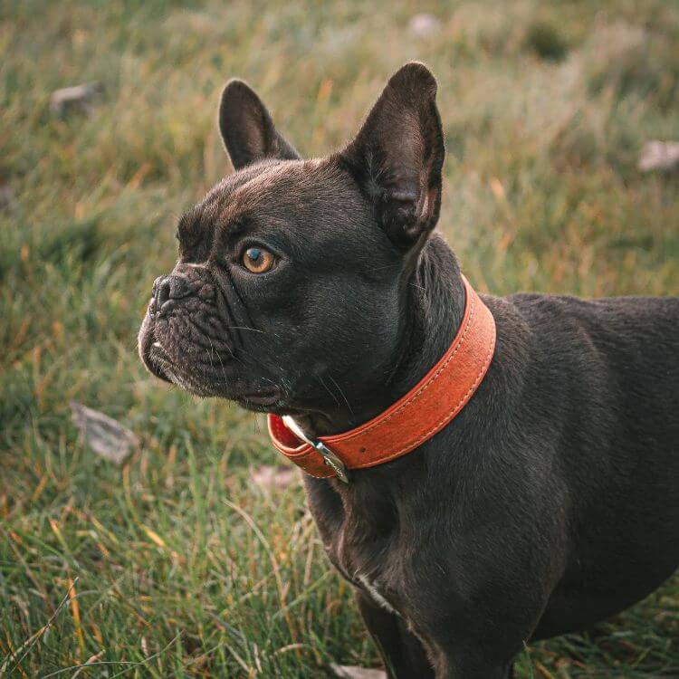 black boxer with tan wide leather collar