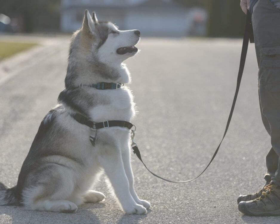 husky dog on leash with his trainer