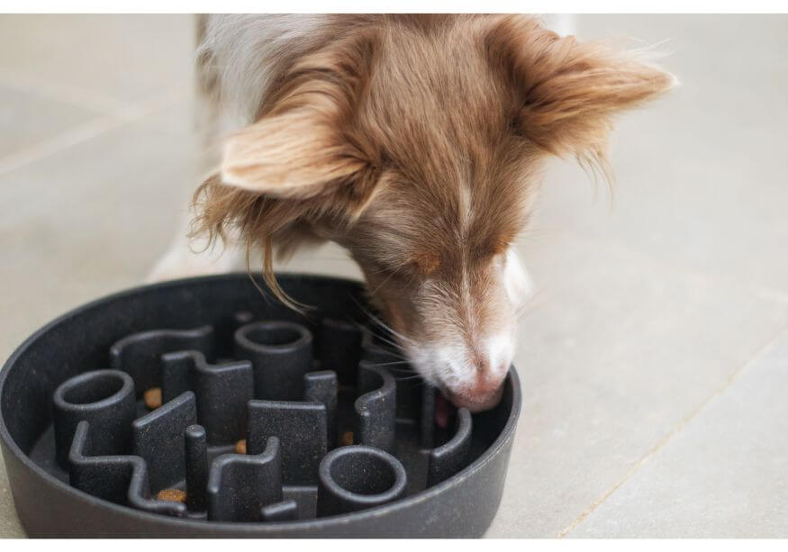 multi-colored dog eating from a slow feeder puzzle toy