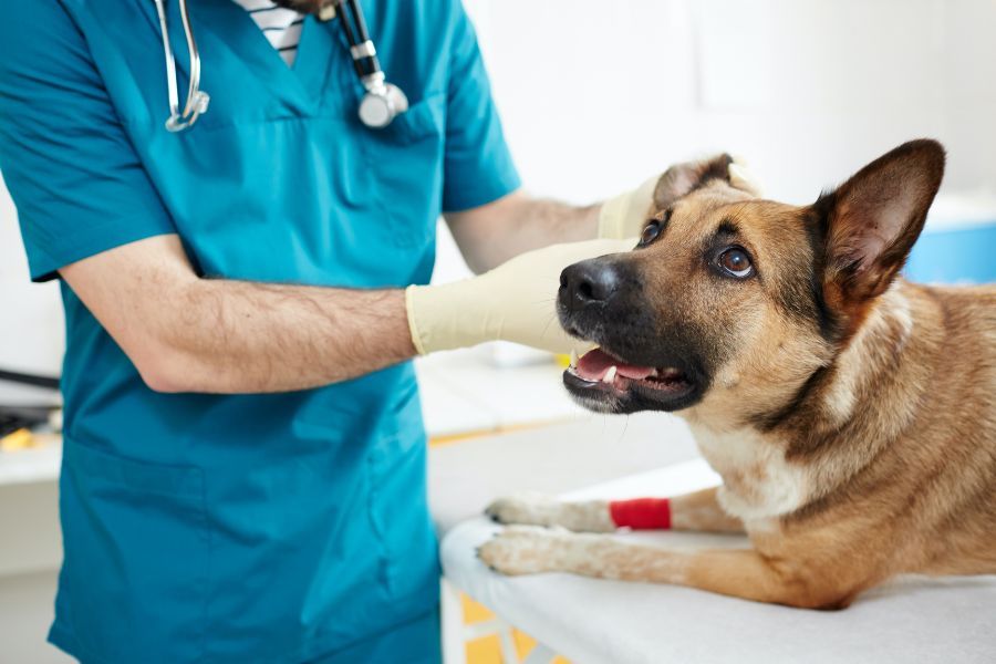 German Shepard getting examined by veterinarian 