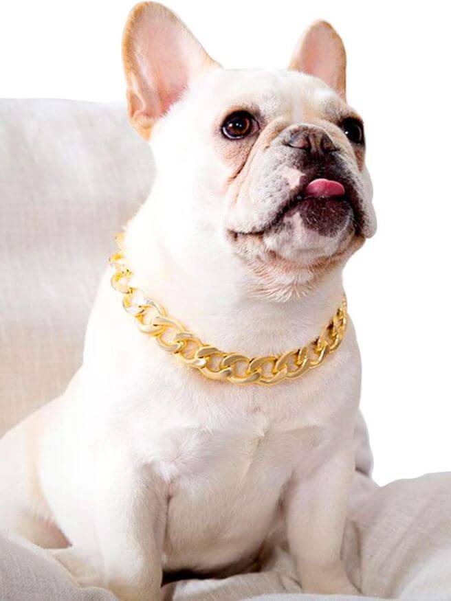 white bulldog with gold dog collar