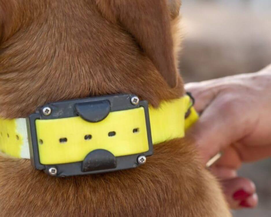 yellow dog training collar