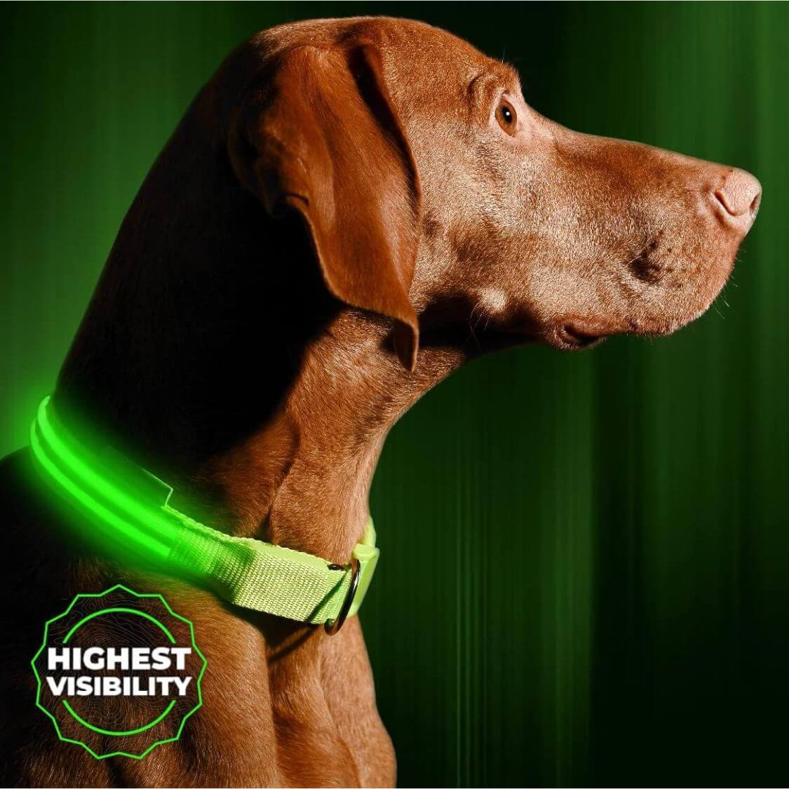 brown dog with neon yellow glow, waterproof dog collar