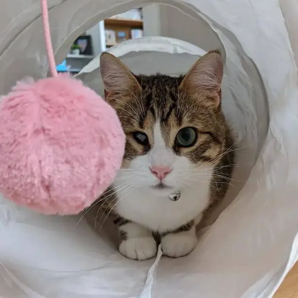 cat sitting in tunnel with pink ball 