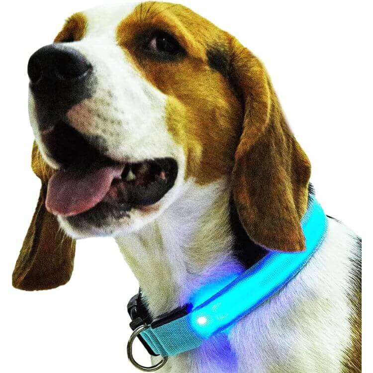 brown and white hound with light up teal dog collar