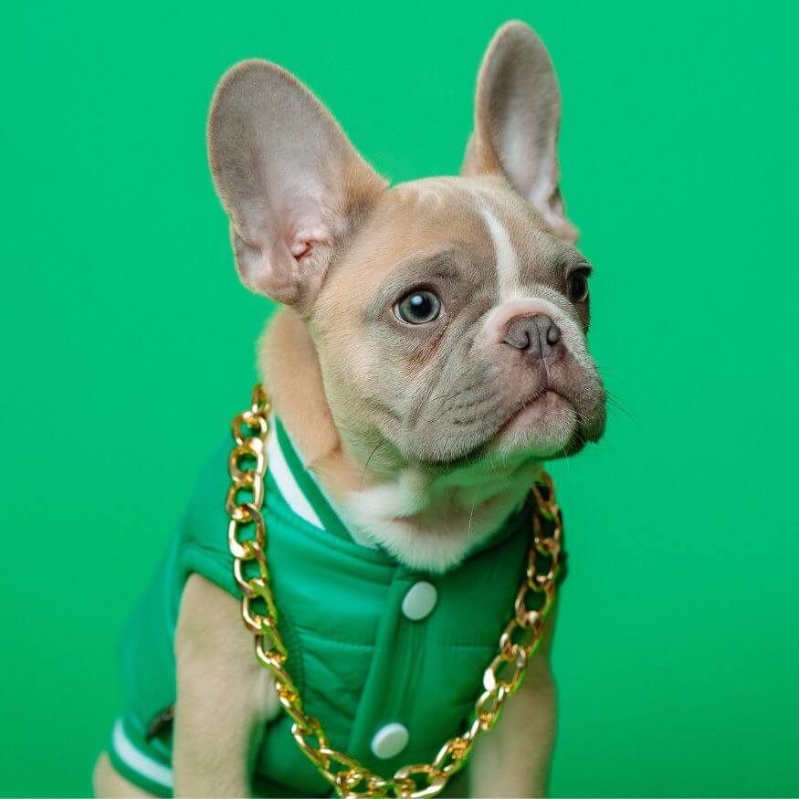 tan bulldog with green vest and gold chain collar