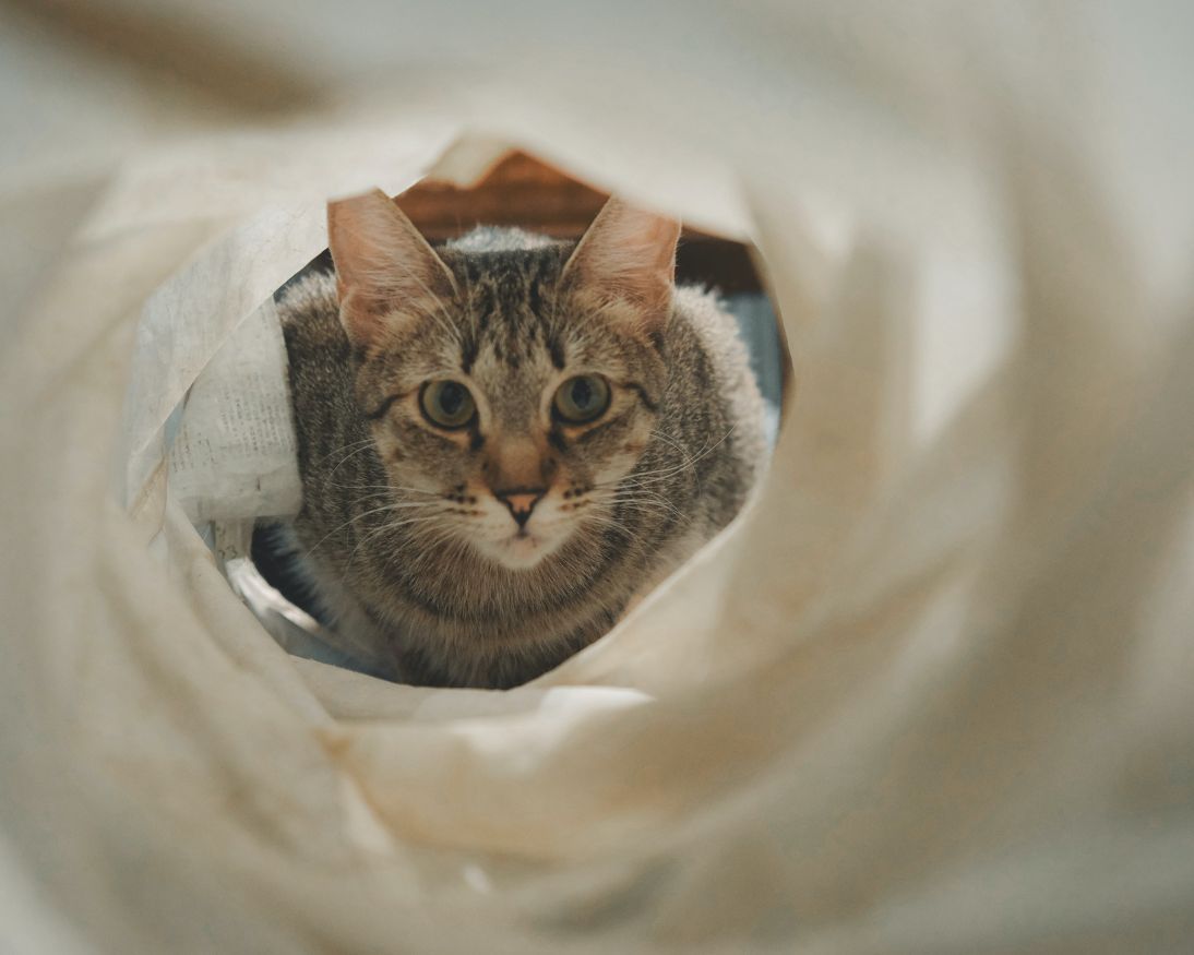 cat looking thru cat tunnel
