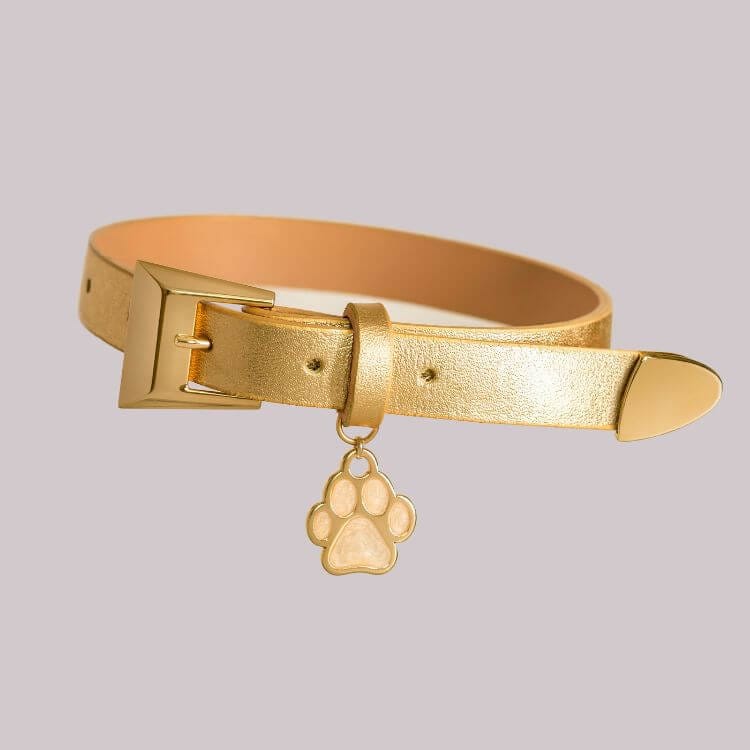 gold leathter dog collar with gold dog paw