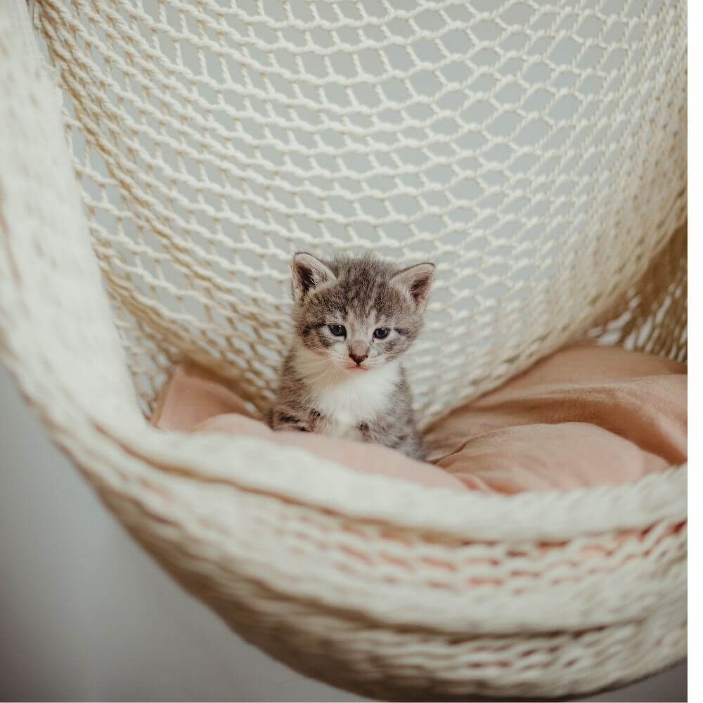 kittten sitting on white hammock