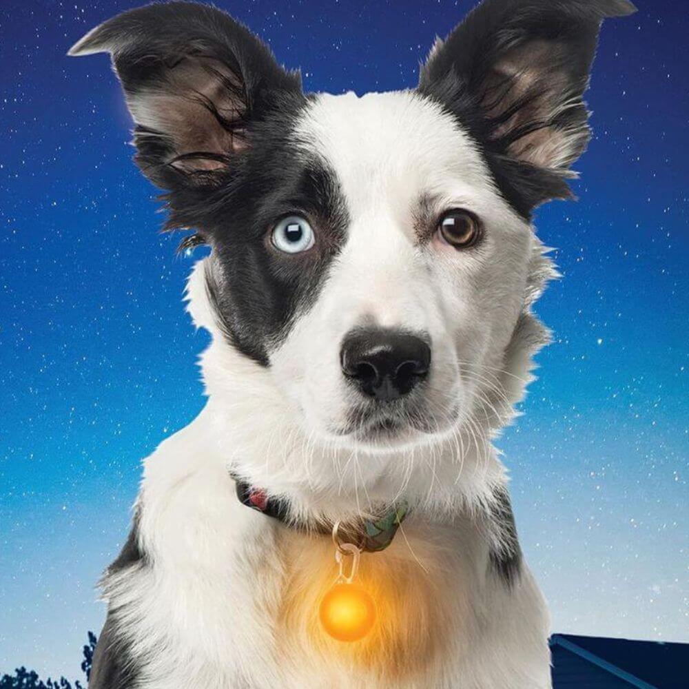 reflective dog collar on black and white dog