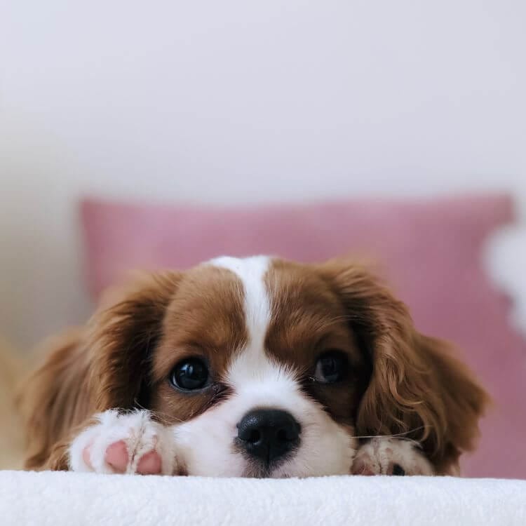 brown and white puppy laying on blanket