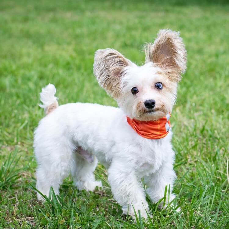 small white dog with red dog collar 
