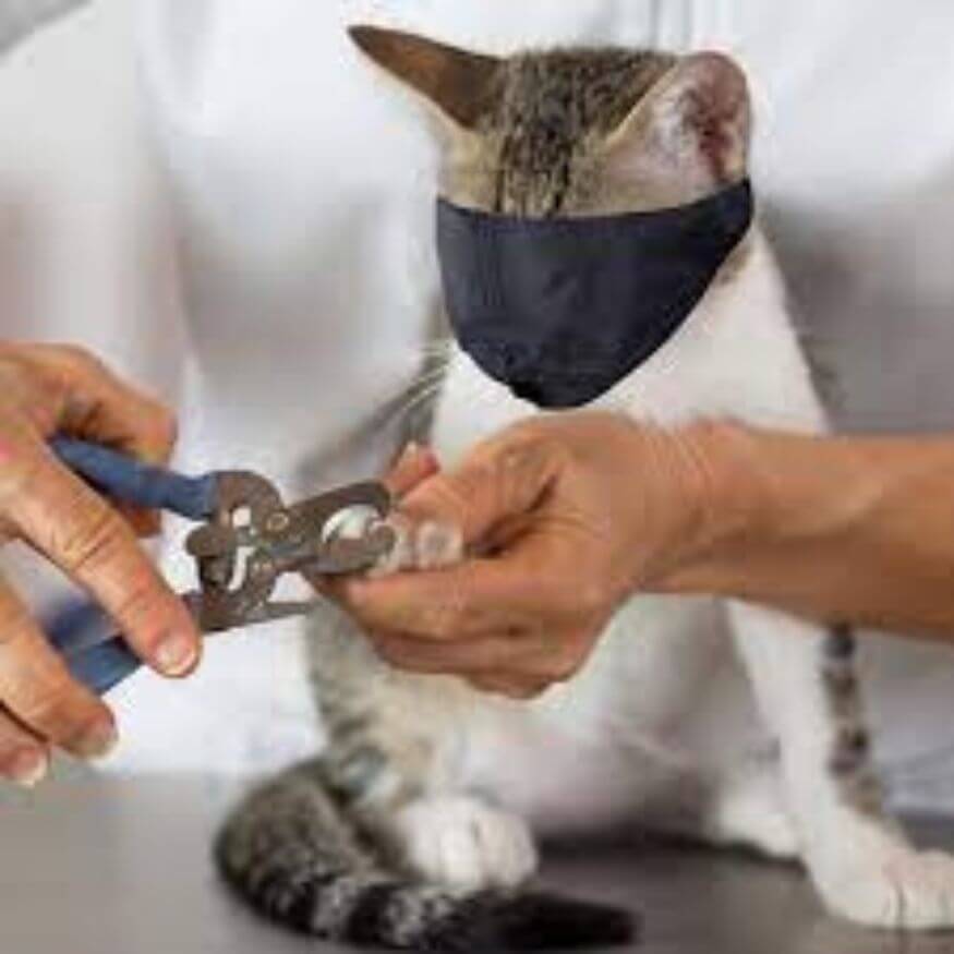 vet trimming a cat's claws with safety mask