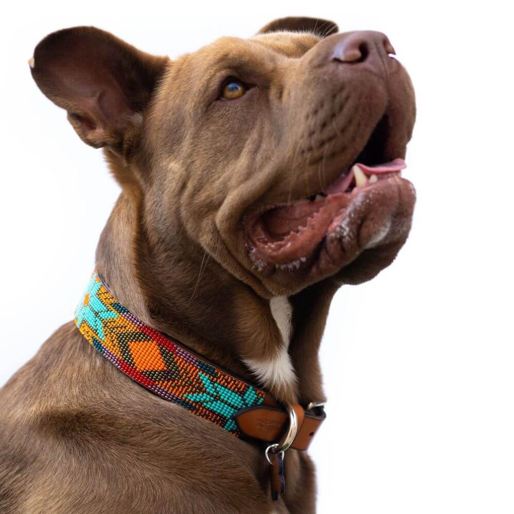 brown dogs head with aztec multi colored dog collar 
