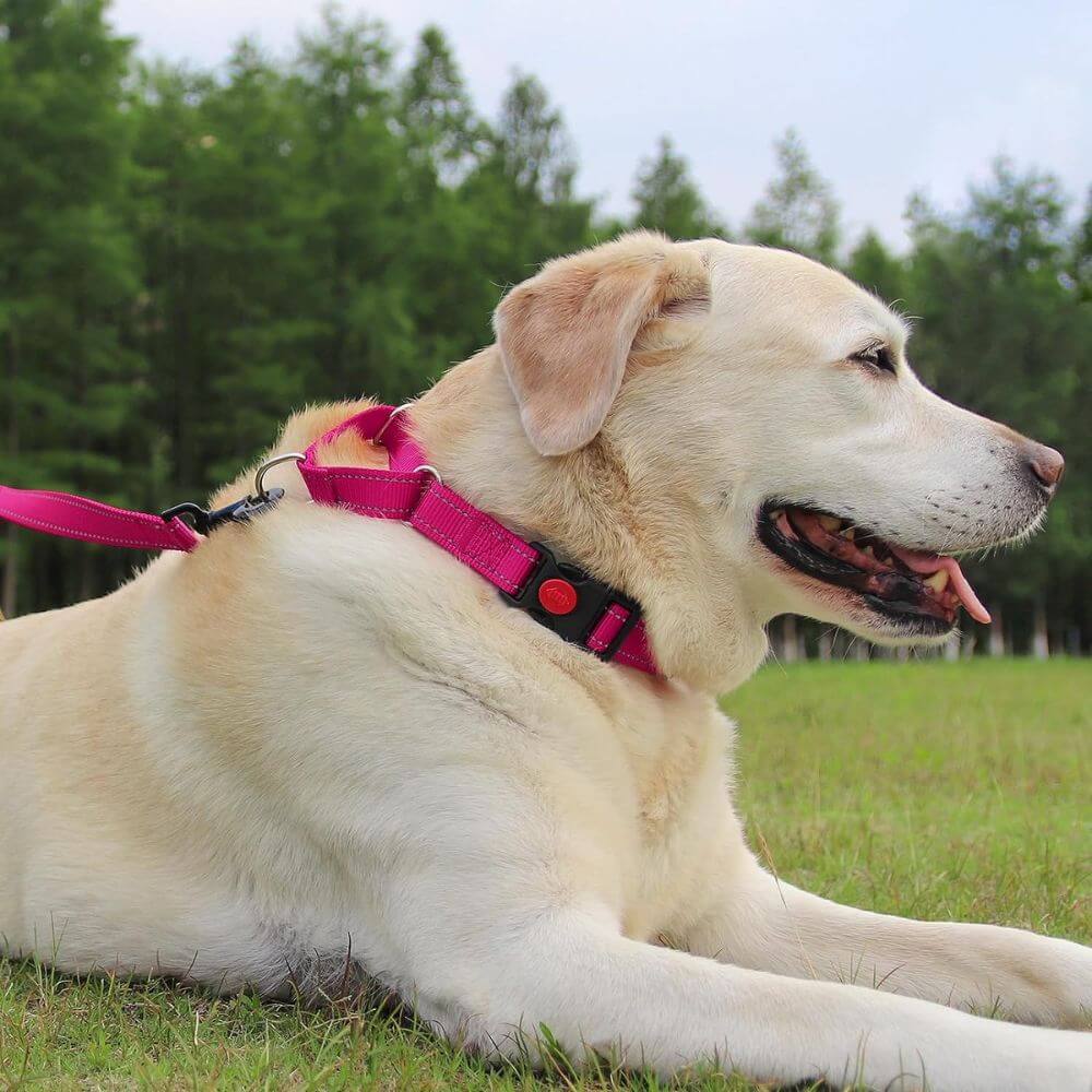 white lab laying in grass with pink martingale dog collar