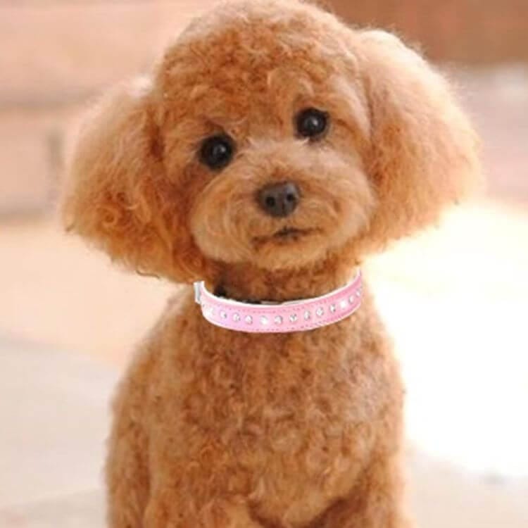 brown puppy with pink diamond stud collar